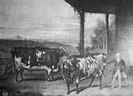 Brancote Oxen in 1827
